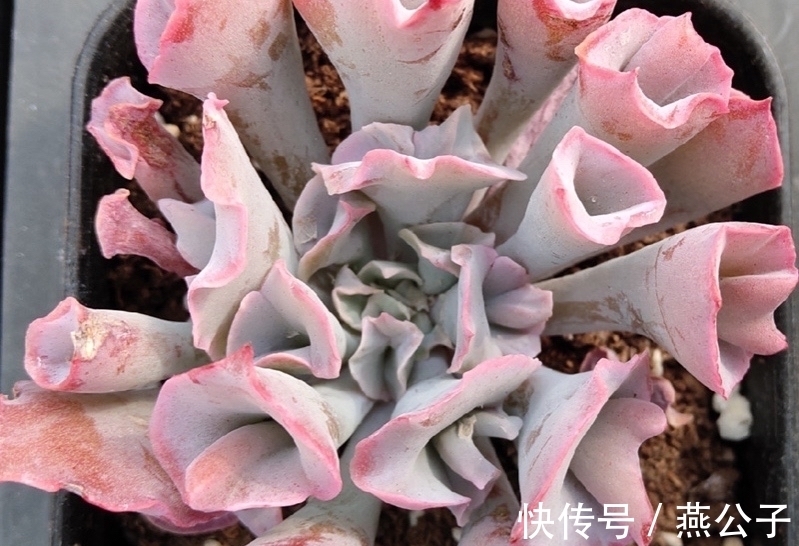 命名|2款以外形命名的多肉,都是非常冷门的品种,曾经可是大贵货