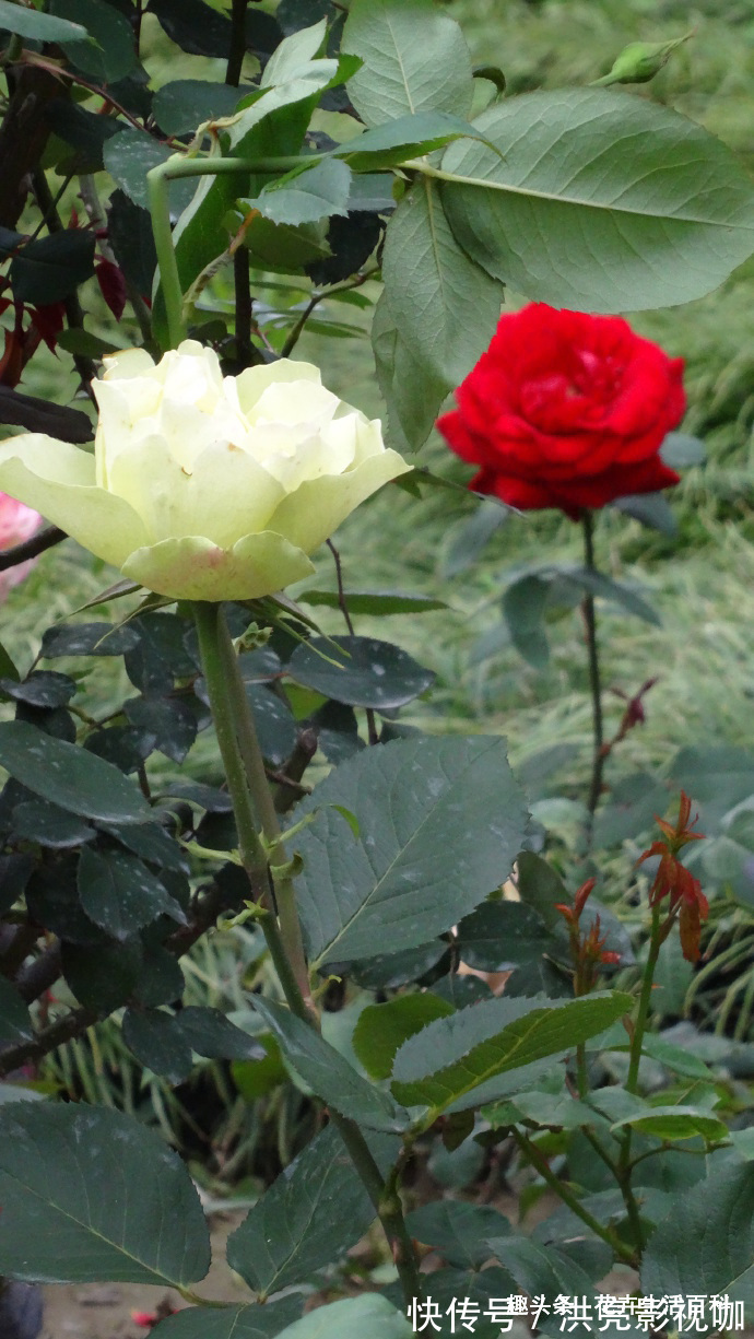 绿云玫瑰|喜欢菊花，不如养盆“精品玫瑰”绿云玫瑰，宛如碧玉，实属珍品！