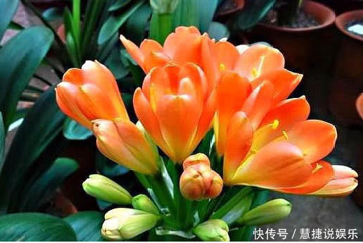 手把手教你“君子兰”换盆,做好关键几点,年年开花不断,长得旺