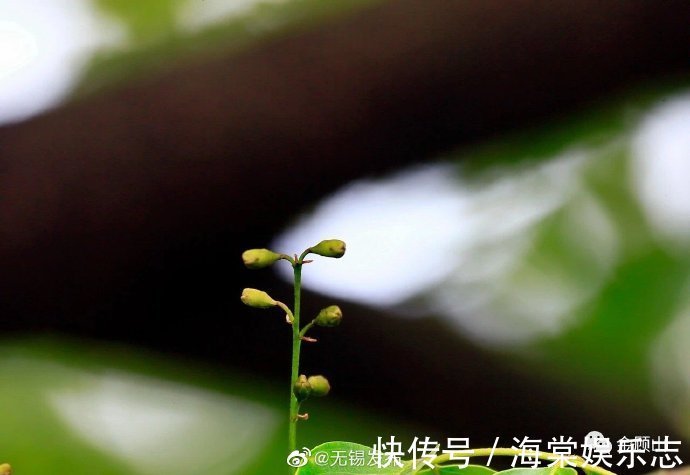 奇景|难得奇景~顾山千年红豆树五年之后又开花！