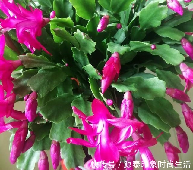 养蟹爪兰，给它喂点营养水，开花直接爆盆