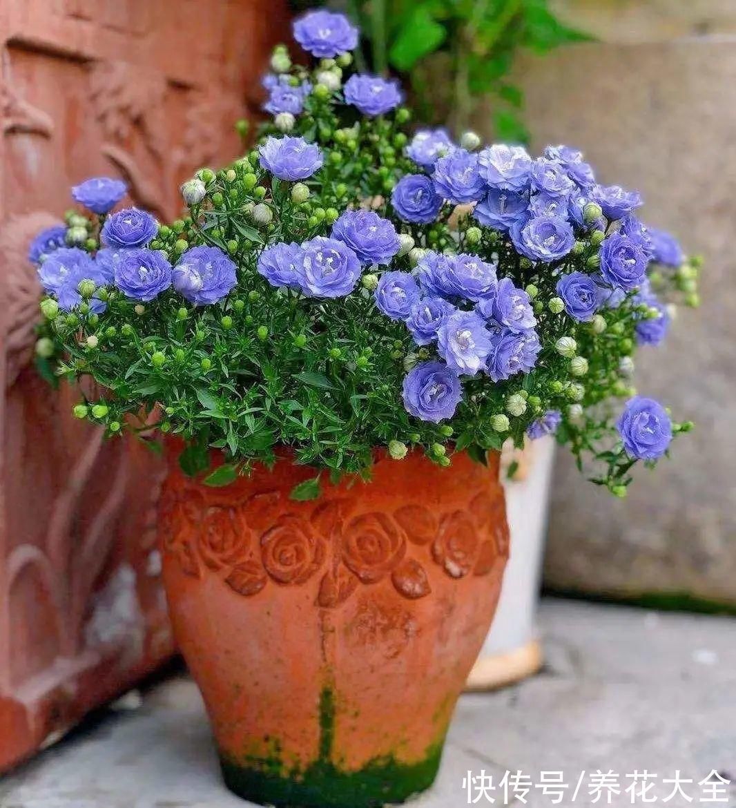 今冬最火网红花,密密麻麻“风铃”花苞,气质十足有格调