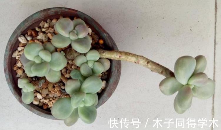 老桩|这些多肉太像了,一般人傻傻分不清楚,快看你有没有被骗?