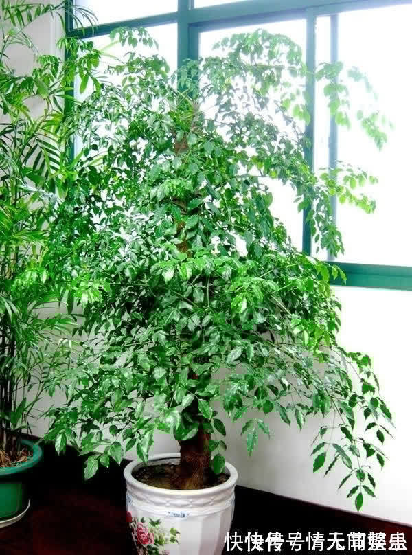 吉祥|12种花,建议养一盆,不仅吸收废气,还有“旺财添福”的美好寓意