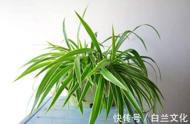 养花知识叫兰不是兰,花却美成仙,看看你家有几盆