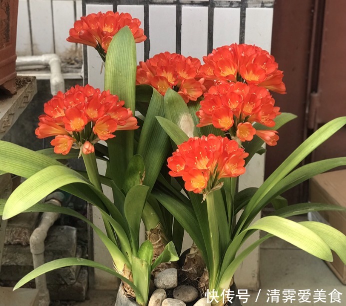 君子兰养了10年不开花,就是这个原因,看完就明白了!