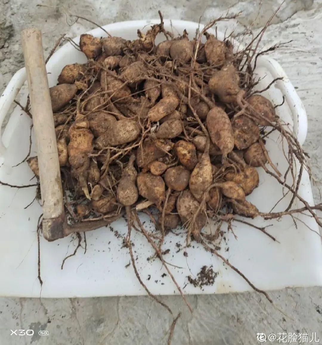 枯萎|9种花是富贵命,必须大盆养,小盆养会憋死