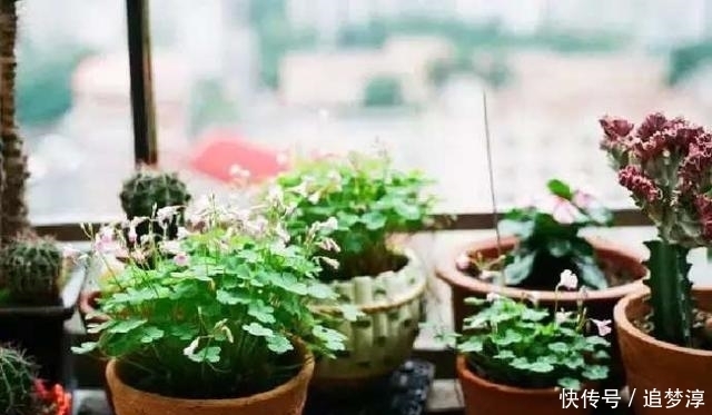 塑料瓶|家里的小东西都能用来养花，看看家里啥没扔