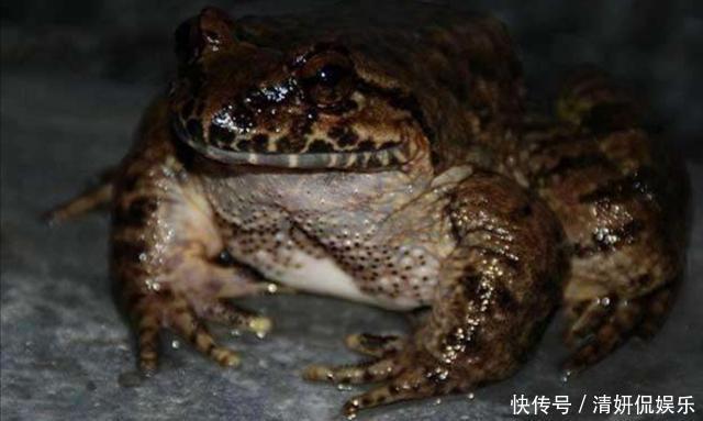 野生奇珍稀有动物——棘胸蛙,是空谷幽境深涧溪流之中的活体人参