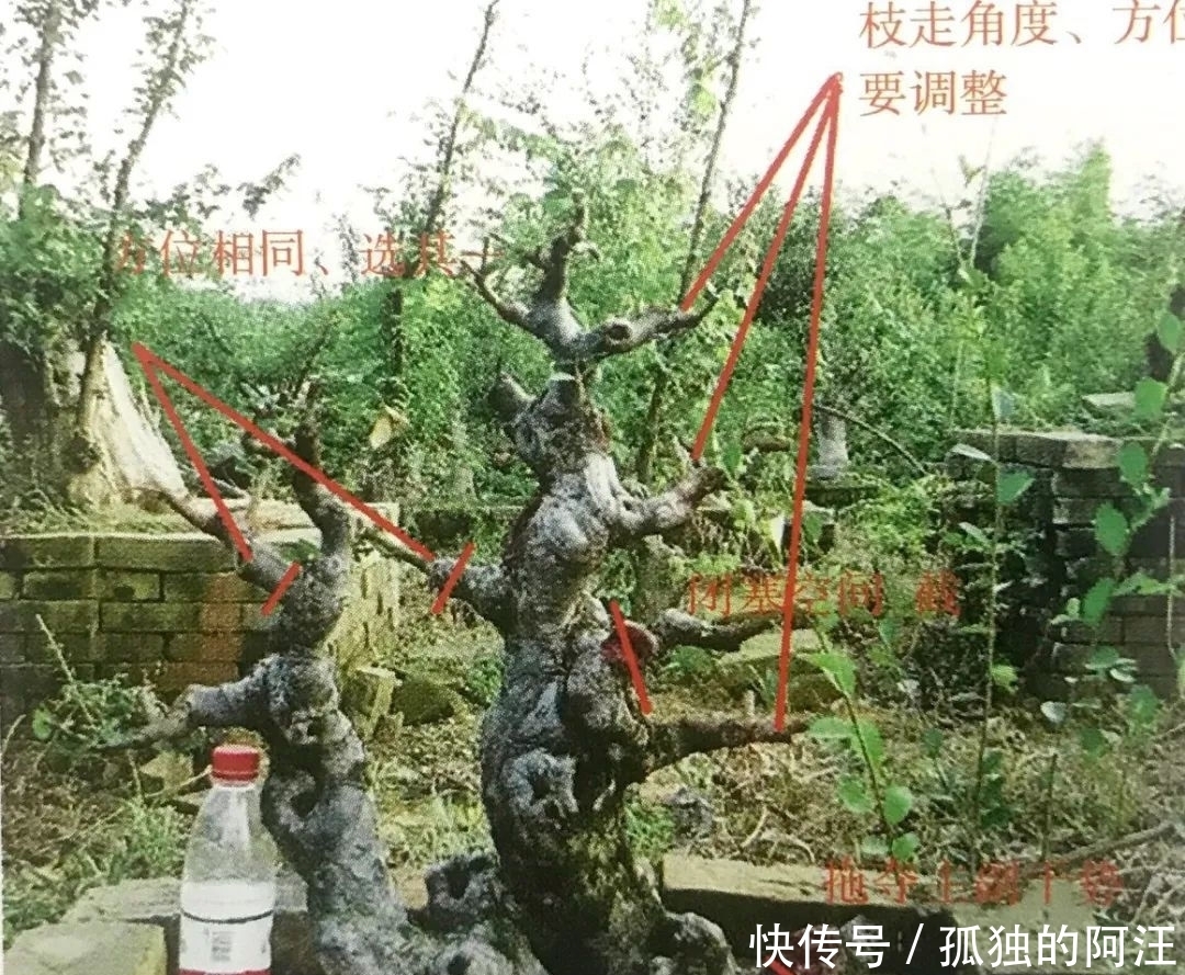 树桩造型是保留双干、三干还是多干,还得树桩自己说了算!