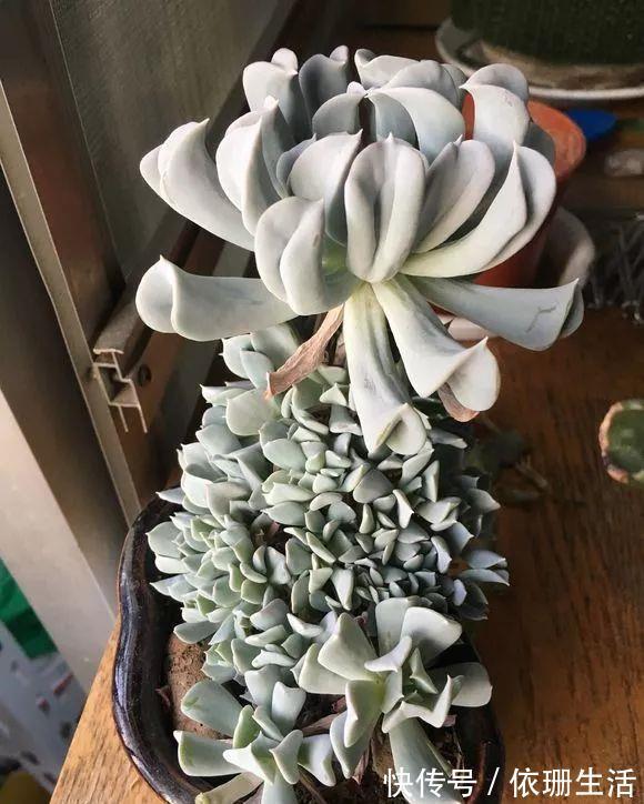 超爱爆小崽的5种多肉，种盆里长的密密麻麻，都装不下了！