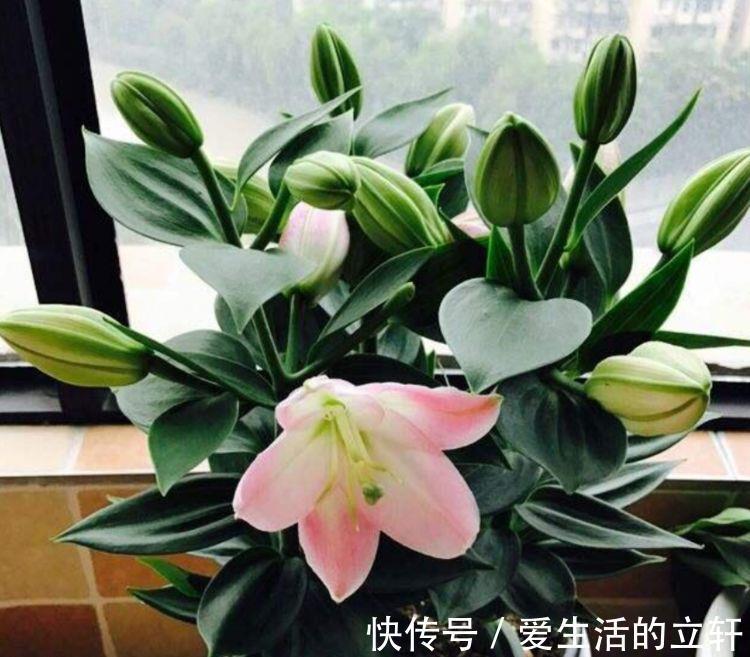 颜值花|家里就养4种颜值花，不怕热不怕冷，不用管反而长得旺！