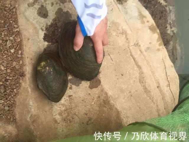 腥味|水库干涸大量“河鲜”搁浅淤泥,钓友捡回来一桶,这能吃?