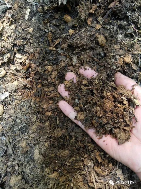 老花匠|老花匠:扔4种“东西”,就是扔钱,比花肥还好用,不花钱!