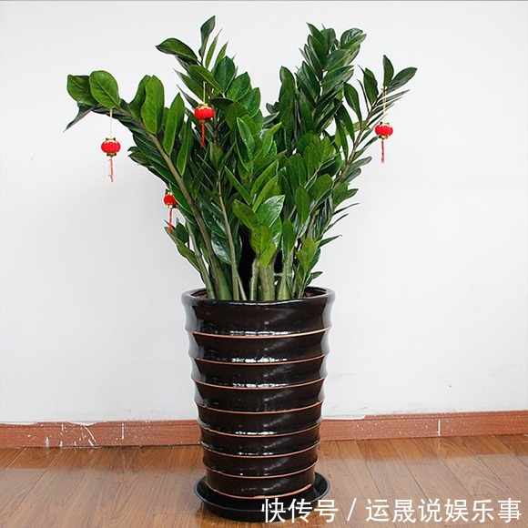 5种“有钱花”,满盆“铜钱叶”,越养钱越多,有钱人家都爱养它