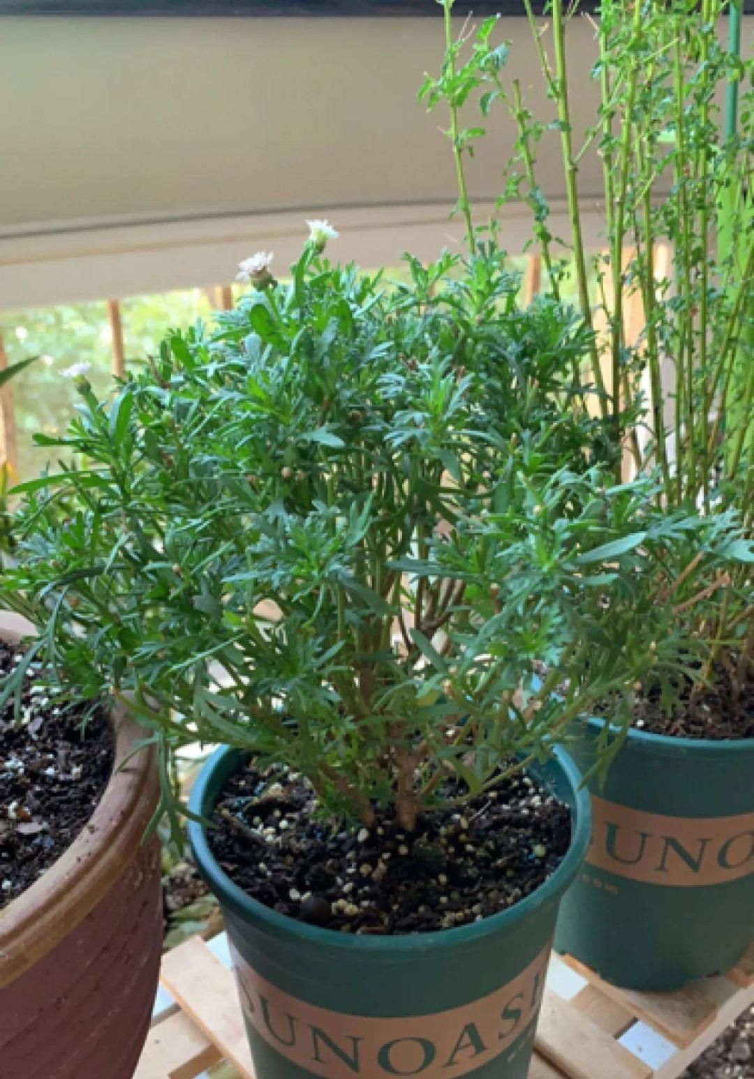 浇水|警惕秋老虎，别让你的花，度过夏天，却死在秋天