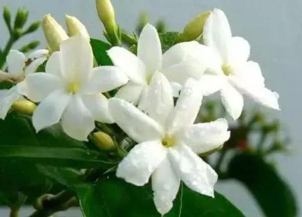 夏天养花,不妨养这四款花,一年四季花开不停,开花量大