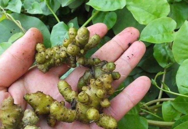 落葵薯|这种杂草叫藤三七,房前屋后都有,每斤100多块钱