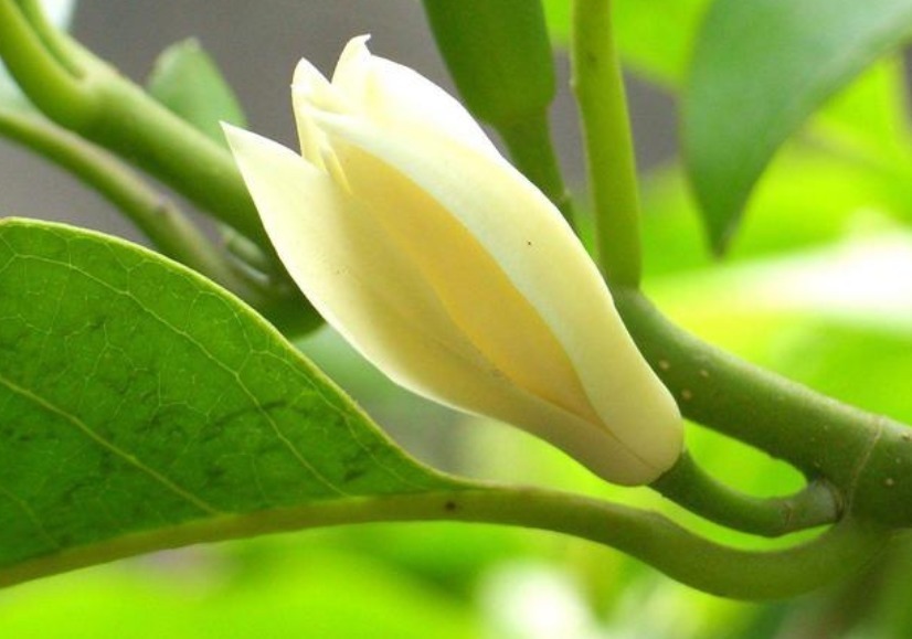 白兰花|3种花养在家里,一整年都有好运气,浇水就疯长,开花爆盆很容易