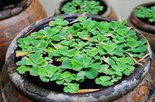 这几样东西当花盆,能给植物颜值“加分”,你信吗?