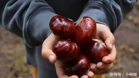 冬天,坚持吃板栗的人,到最后带来的改变,或许连自己都不相信