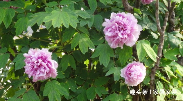 喜欢菊花,不如养盆优良牡丹“玉楼春”,娇艳欲滴,妩媚动人!