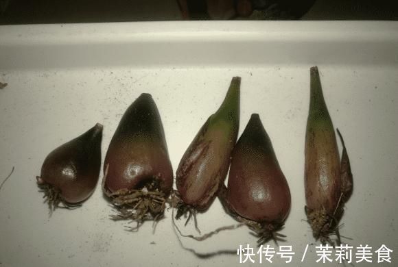 5种罕见植物，只长一片叶子一根茎，价值却很珍贵早看早知道