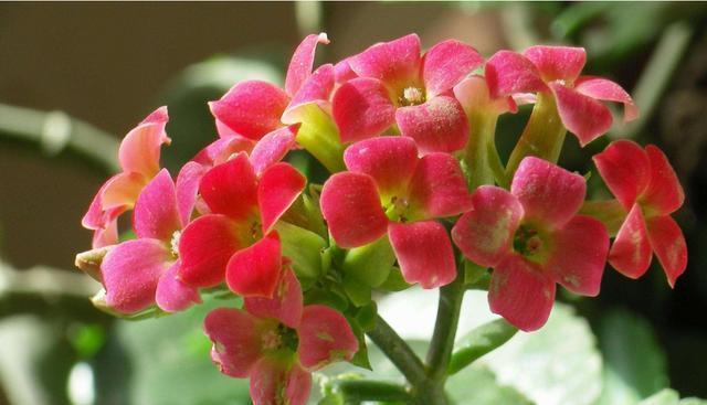 农历10月2号起,最适合养这些花,美艳又动人,花量大花朵稠密