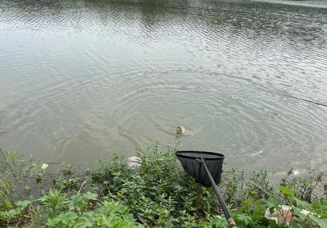 饵料|跟着大师学钓鱼,越学越钓不到鱼?我来告诉你几个真相