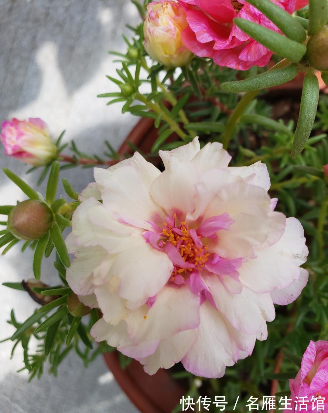 单瓣|重瓣太阳花怎么养?记住这3点,花朵多花量大,又大又鲜艳