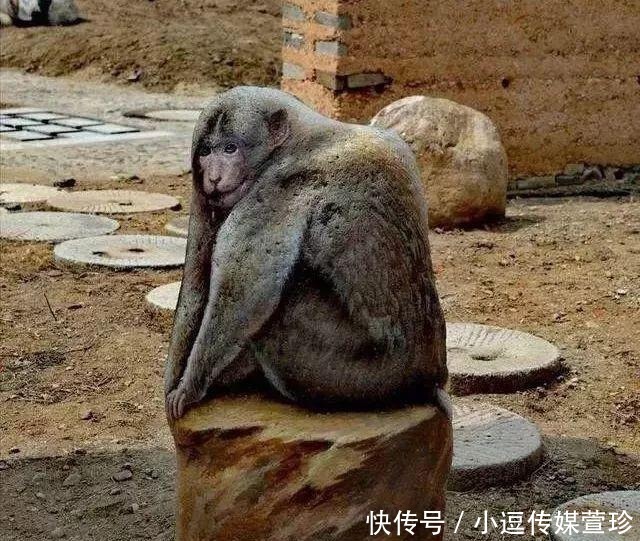 每块|还在疯狂的收藏奇石?只要给石头赋予“灵魂”,每块石头都是奇石