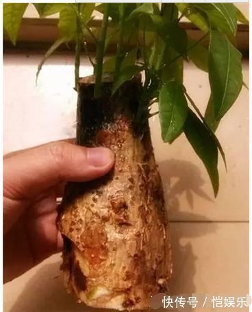 君子兰、发财树烂根了别着急把它如此丢水里,没几天就长满了根