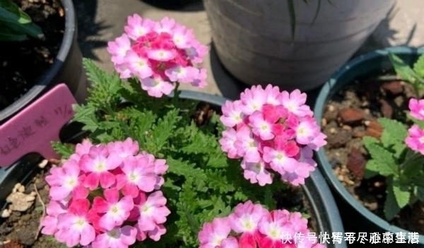 绿化带|路边看见1种花，扯根枝条带回家，遇水就生根，盆栽特漂亮