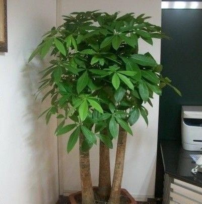 喜阴的“3种花”,放在阳台就错了,摆在室内,叶子全年绿油油