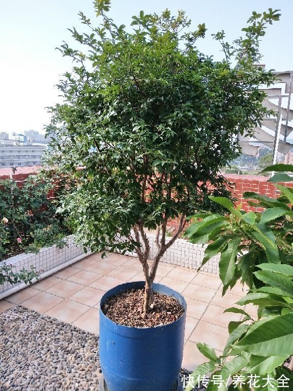 本来有个一楼院子,后来因养花换成天台,真是后悔