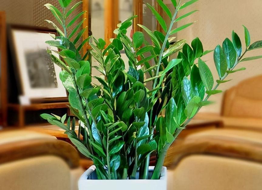 客厅|4种树,有钱人都会搬到客厅养,身体更好更招财