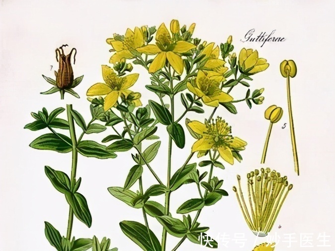 对照组|神奇的中草药｜原是有毒的中草药，摇身一变竟成治疗癌症的靶向药