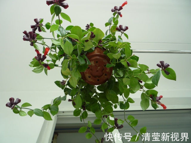 喜欢菊花,就养盆“珍贵名菊”盘龙环球,似红艳娇娘,高冷秀丽