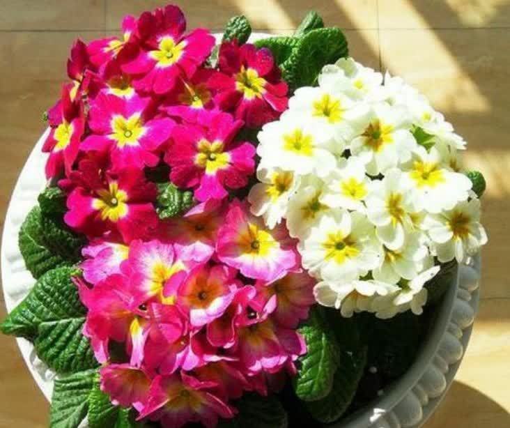 “4种花”漂亮又好养，四季花开不断，花量大不操心，越养越喜欢