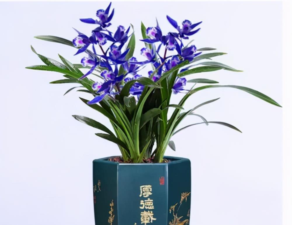 角落|阳台有个小角落,养棵建兰“蓝宝石”,皮实好养,四季清香宜人