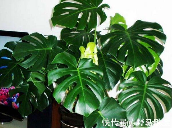吊兰|7种“有益花”,养在家里身体好,清新空气病菌少,你家还没养