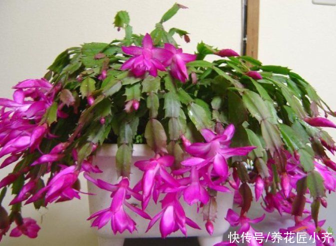 见光|秋后嫁接的蟹爪兰，现在做“三步”就能开爆盆，而且能持续开花