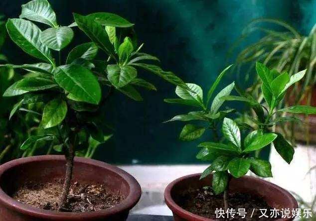 6月扦插“2种花”刚好,20天生根,3个月上盆,开花多,又香又美
