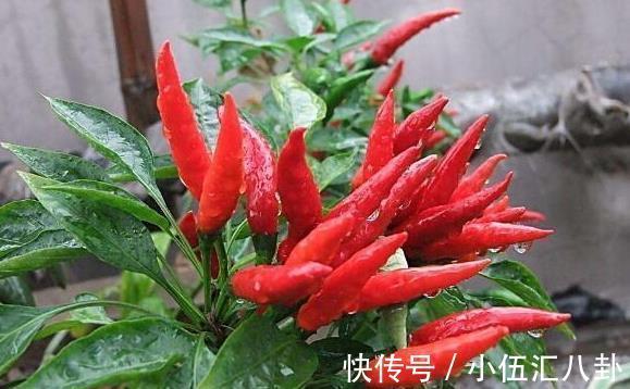 冬病夏治|湿气最怕几种“死对头”，水里撒2把，湿气排光，大肚子也没了！