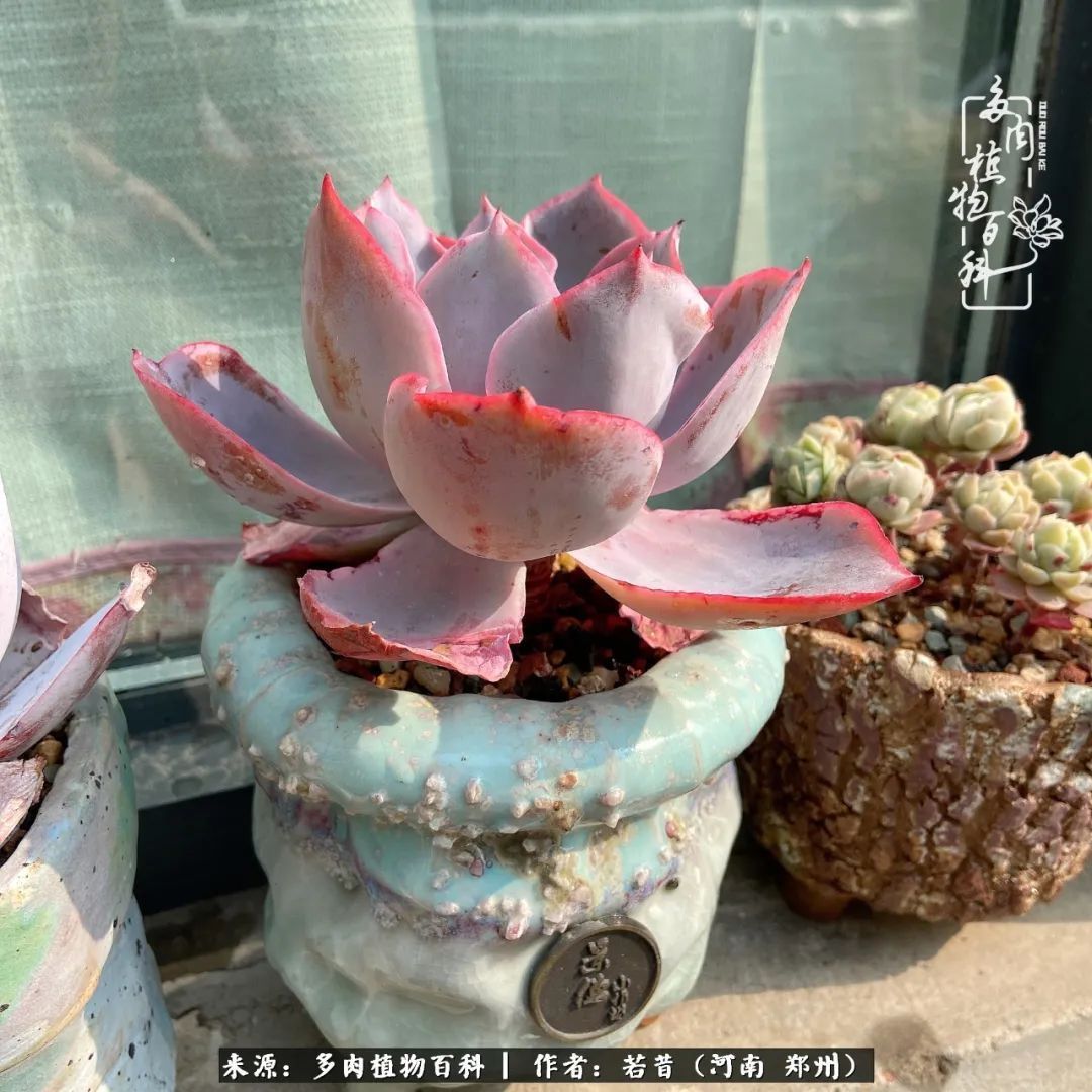 迷你小院儿，种满多肉、花草和蔬果，沉醉在自己的世外桃源！