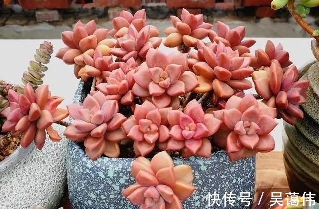 多肉姬胧月,虽然已经沦为赠品,但是养出状态金不换