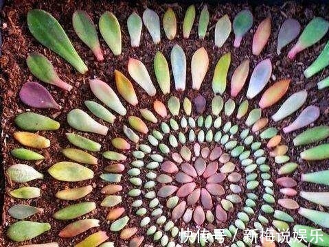 茶花|最近1个月,5种花赶紧“扦插”,生根快、长得旺,错过等明年