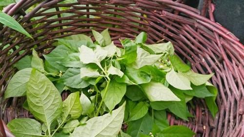 你那有人吃這種野菜嗎？學名龍葵草，土話叫白花菜，你那叫啥？