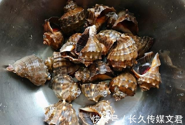 尾部|海螺的尾部到底是螺黄还是螺屎呢?很多人没弄明白,别再分不清