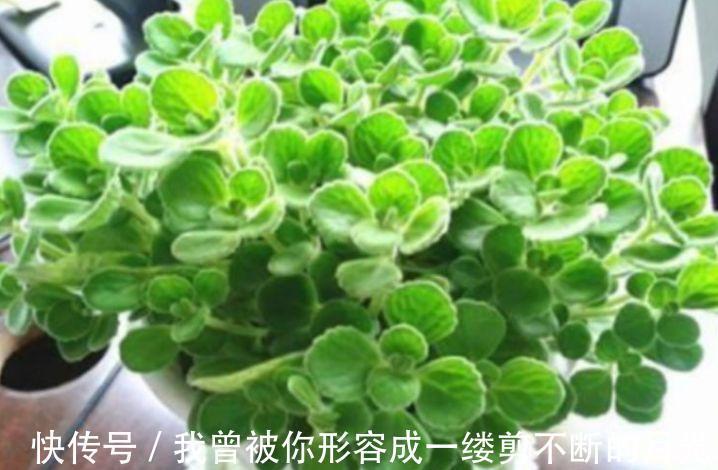 人养花,花也养人,家养3种花,漂亮还净化空气,美容又养颜!
